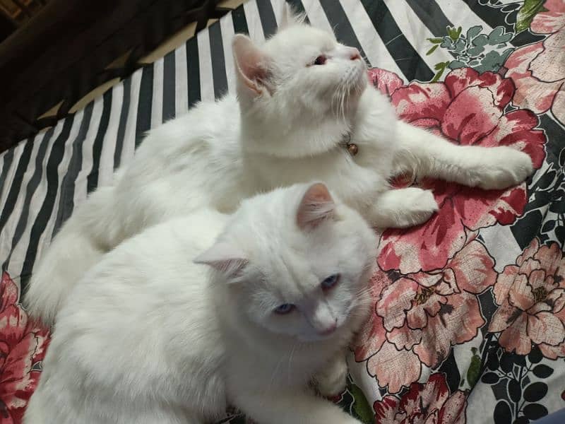 Blue eyes White Persian cats for sale in islamabad 3