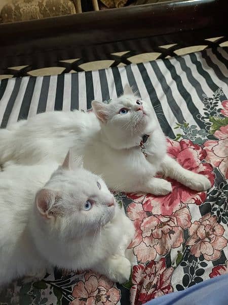 Blue eyes White Persian cats for sale in islamabad 5