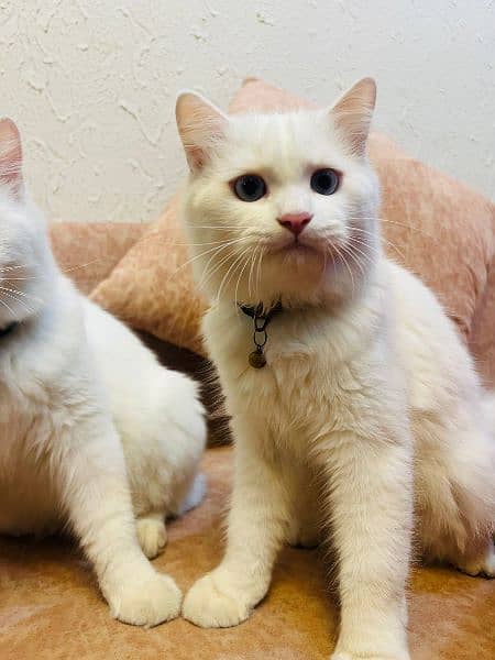 Blue eyes White Persian cats for sale in islamabad 6