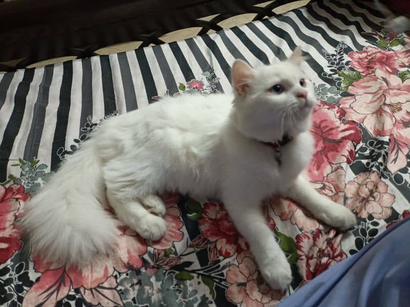 Blue eyes White Persian cats for sale in islamabad 7