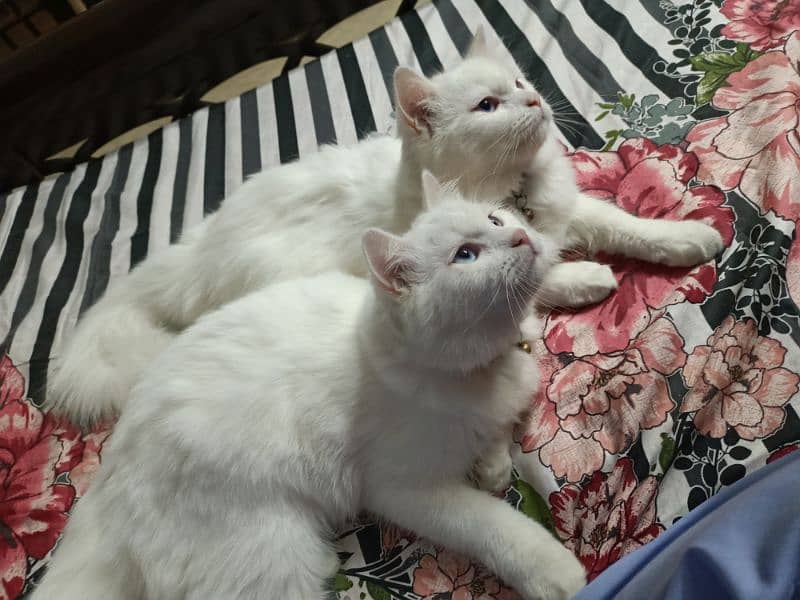 Blue eyes White Persian cats for sale in islamabad 9