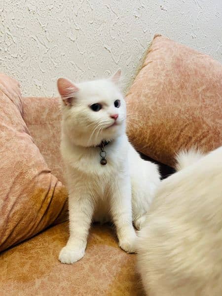 Blue eyes White Persian cats for sale in islamabad 10