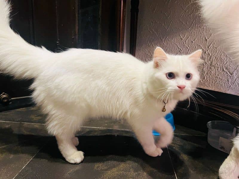 Blue eyes White Persian cats for sale in islamabad 11