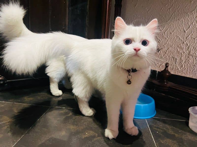 Blue eyes White Persian cats for sale in islamabad 12