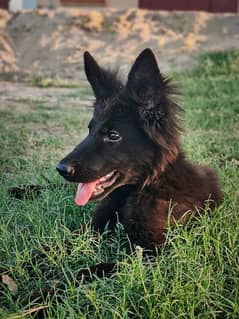 black shepherd female