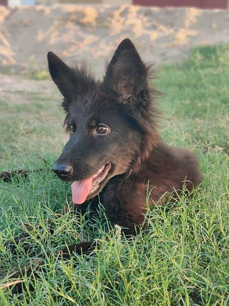 black shepherd female 1