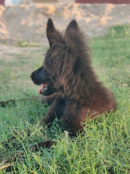 black shepherd female 2