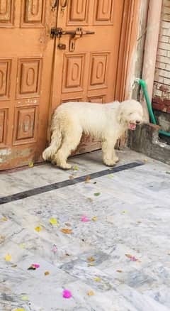 poodle breeder female fully tamed friendly family dog) 03701678284