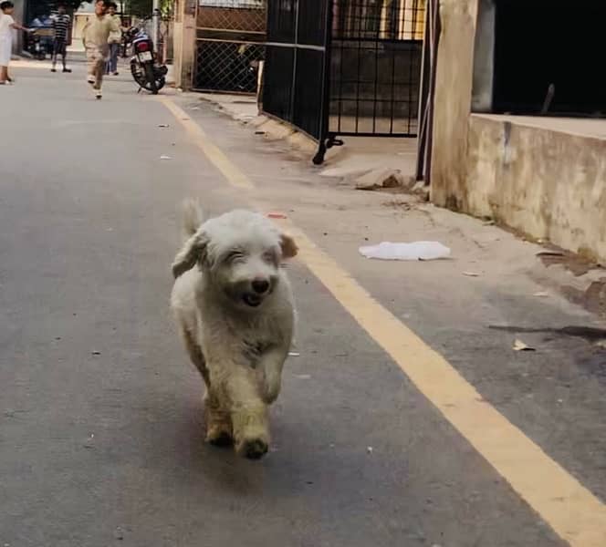 poodle breeder female fully tamed friendly family dog) 03701678284 1