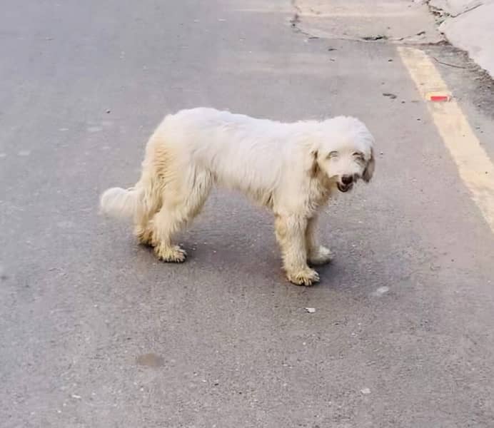 poodle breeder female fully tamed friendly family dog) 03701678284 2