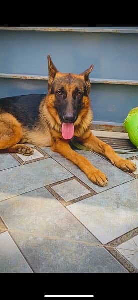 german Shepherd for adoption. 1