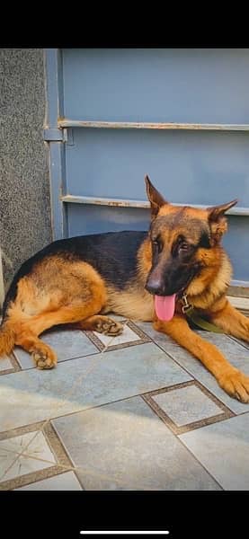 german Shepherd for adoption. 2