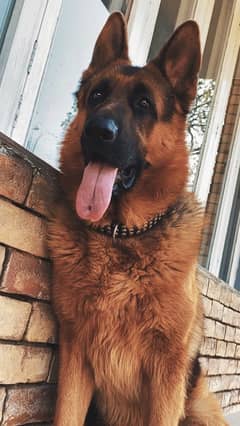 German Shepherd Male King Size