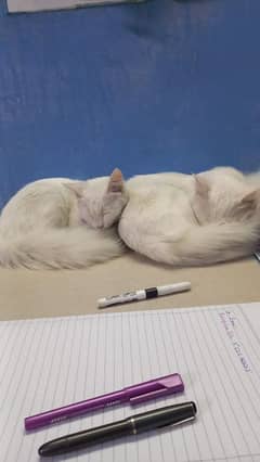 Angora turc cats