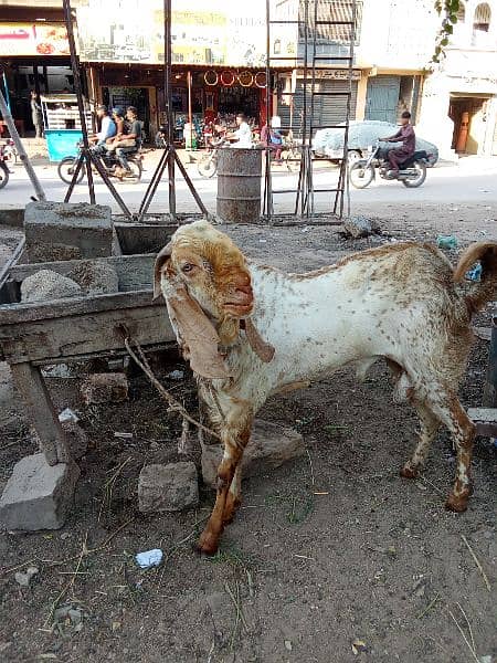 makka chini Andu Bakra 1