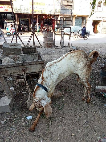 makka chini Andu Bakra 3