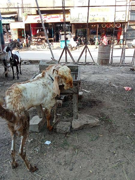 makka chini Andu Bakra 4