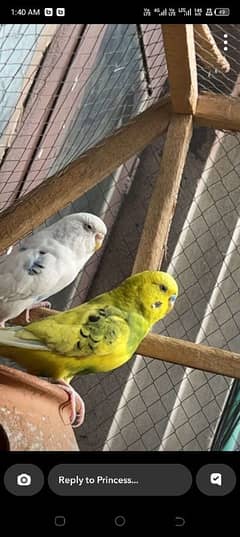 love birds for sale 0