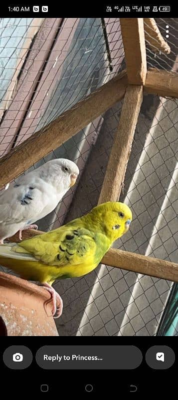 love birds for sale 0