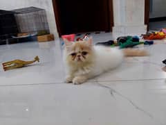 peki male kitten for sale