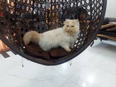 Piki Face persian cat Male only for mating stud service