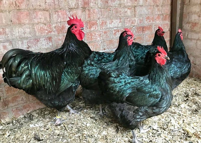 only male Australorp 0