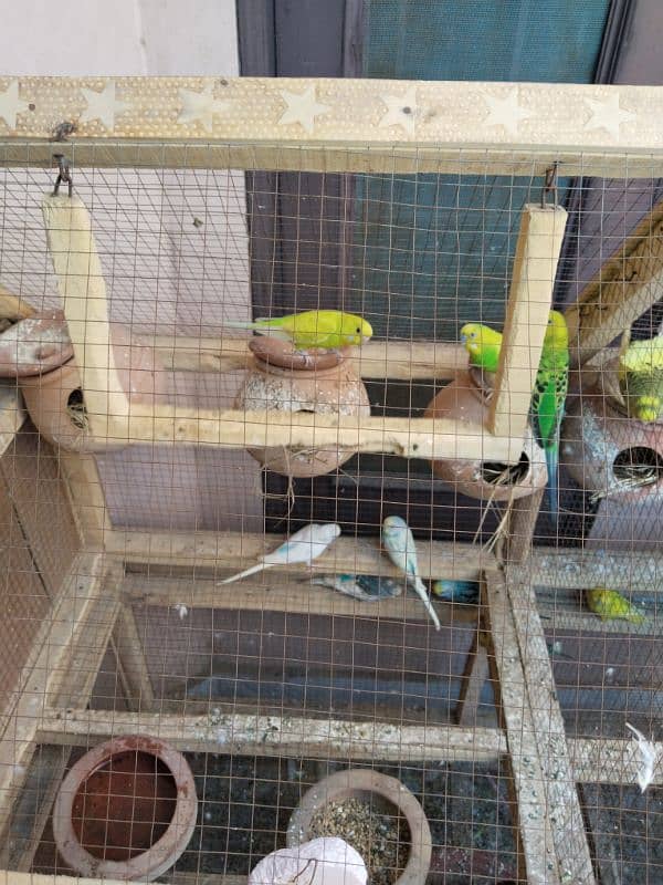 Budgies and Cage both for sale urgent 2