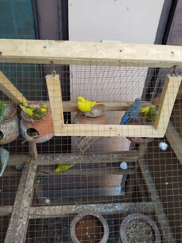 Budgies and Cage both for sale urgent 3