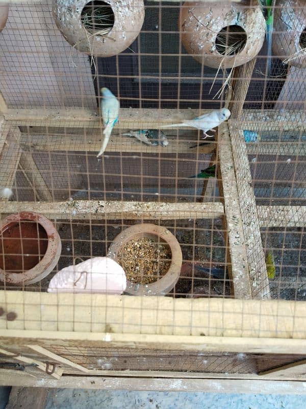 Budgies and Cage both for sale urgent 4