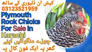 Plymouth rock chicks for sale in karachi