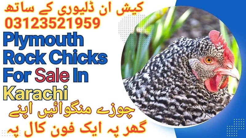 Plymouth rock chicks for sale in karachi 0