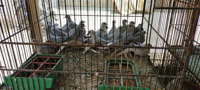 doves + cockatiel + budggies for sale