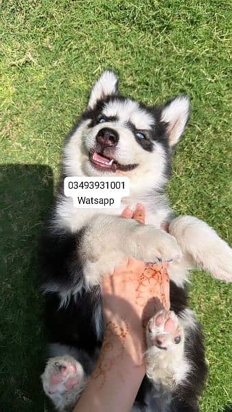 Siberian Husky puppies for sale in urgent 5