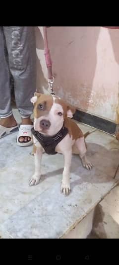 American bully female