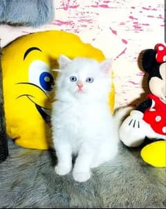 Persian Kitten,Tripple Coated,Blue Eyes