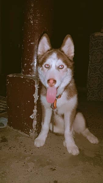 Siberian husky for sale 1