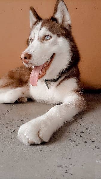 Siberian husky for sale 3