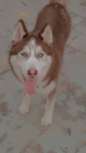 Siberian husky for sale 5