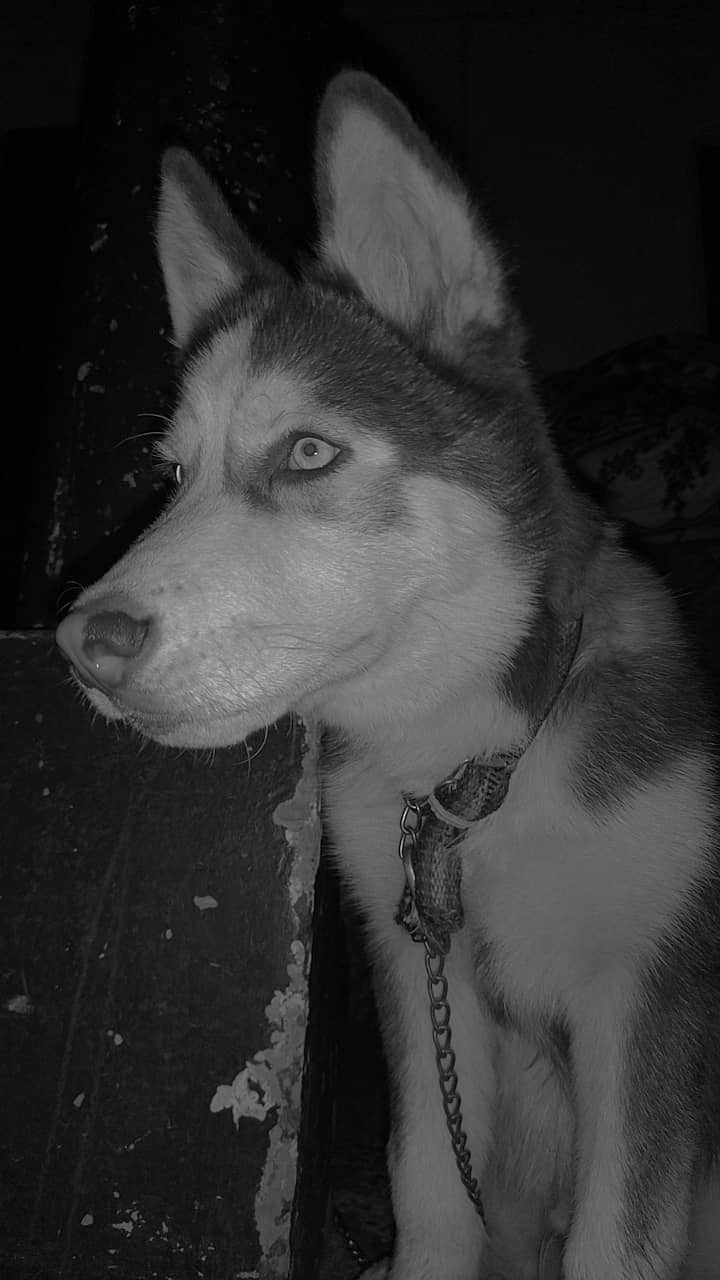 Siberian husky for sale 6