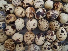 Batair Eggs | Quail Eggs | Batair Ke Ande