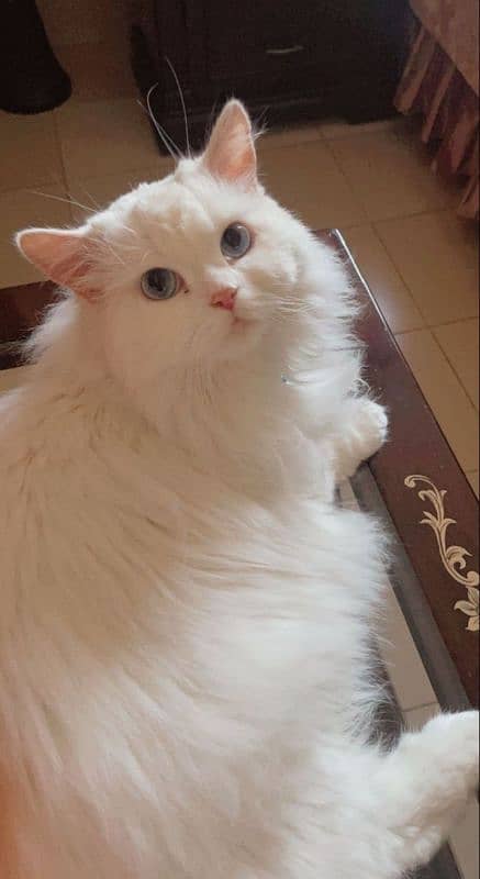 Persian cat 2