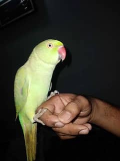 handtamed green ringneck parrots  | No bite