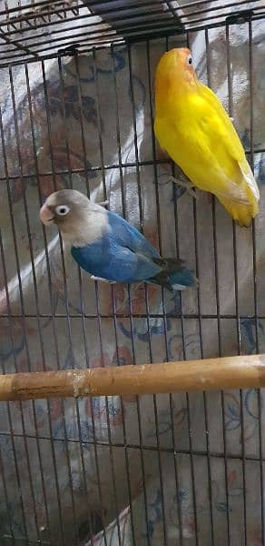 albino personata parblue common latino blue feshri 1