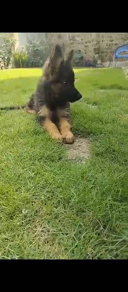 German shepherd dog for sale 0321/720/1763 1