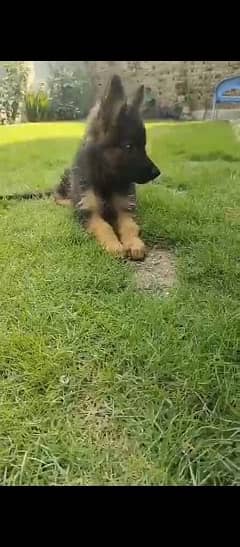 German shepherd dog for sale 0321/720/1763