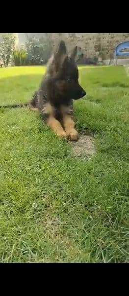 German shepherd dog for sale 0321/720/1763 0