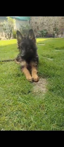 German shepherd dog for sale 0321/720/1763 1