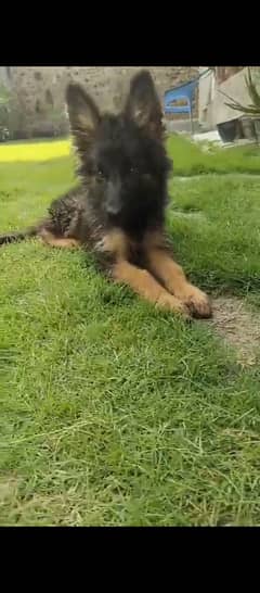 German shepherd dog for sale 0321/720/1763