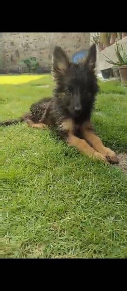 German shepherd dog for sale 0321/720/1763 1