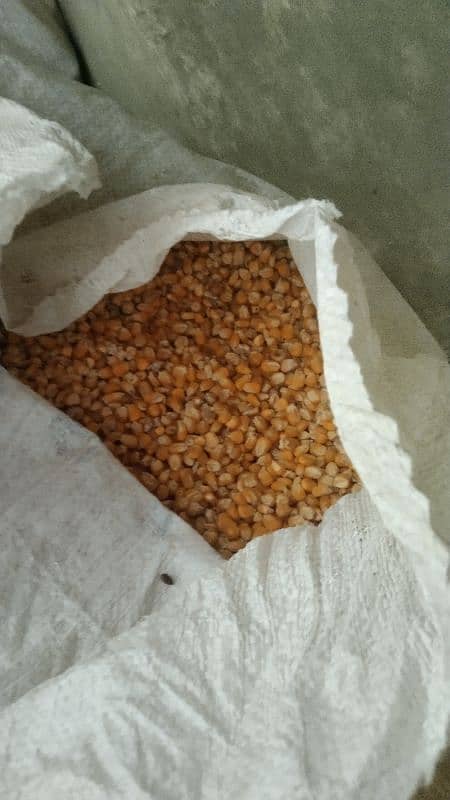 Corn Seed 1